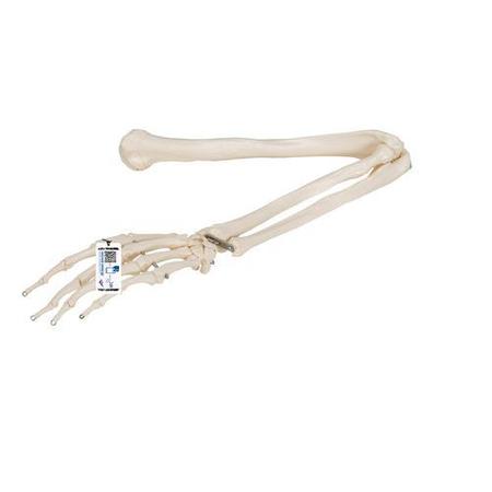 3B SCIENTIFIC Arm Skeleton - w/ 3B Smart Anatomy 1019371